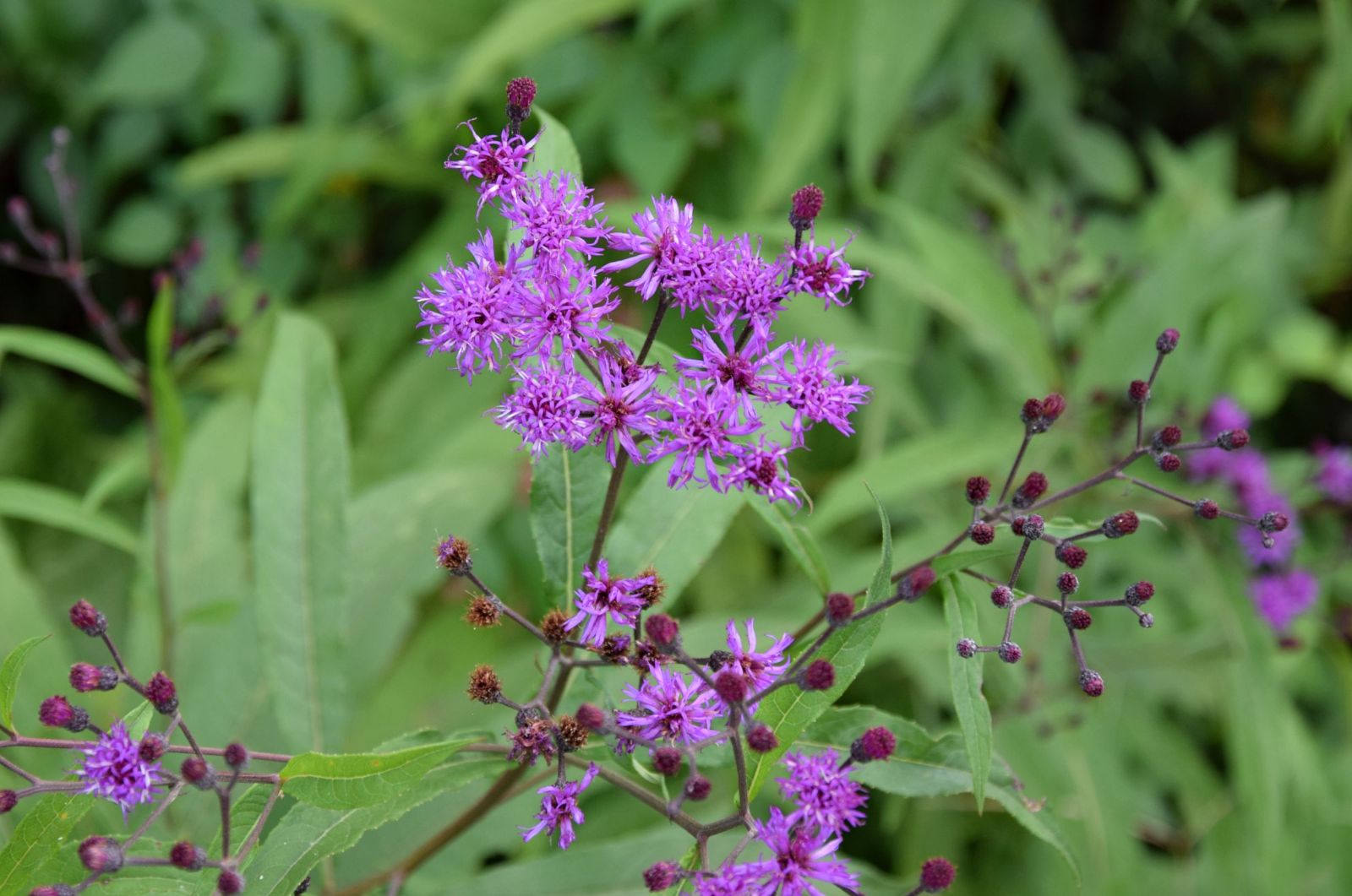 02%20vernonia%20gigantea%20086.jpg