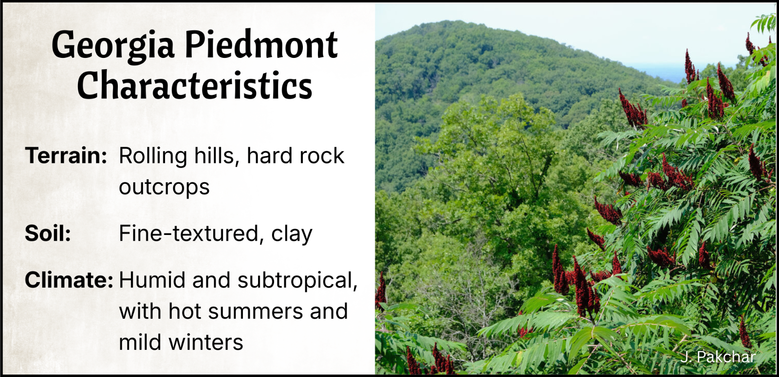 The Piedmont has rolling hills and hard rock outcrops, a humid subtropical climate, and finely-textured clay soil.)