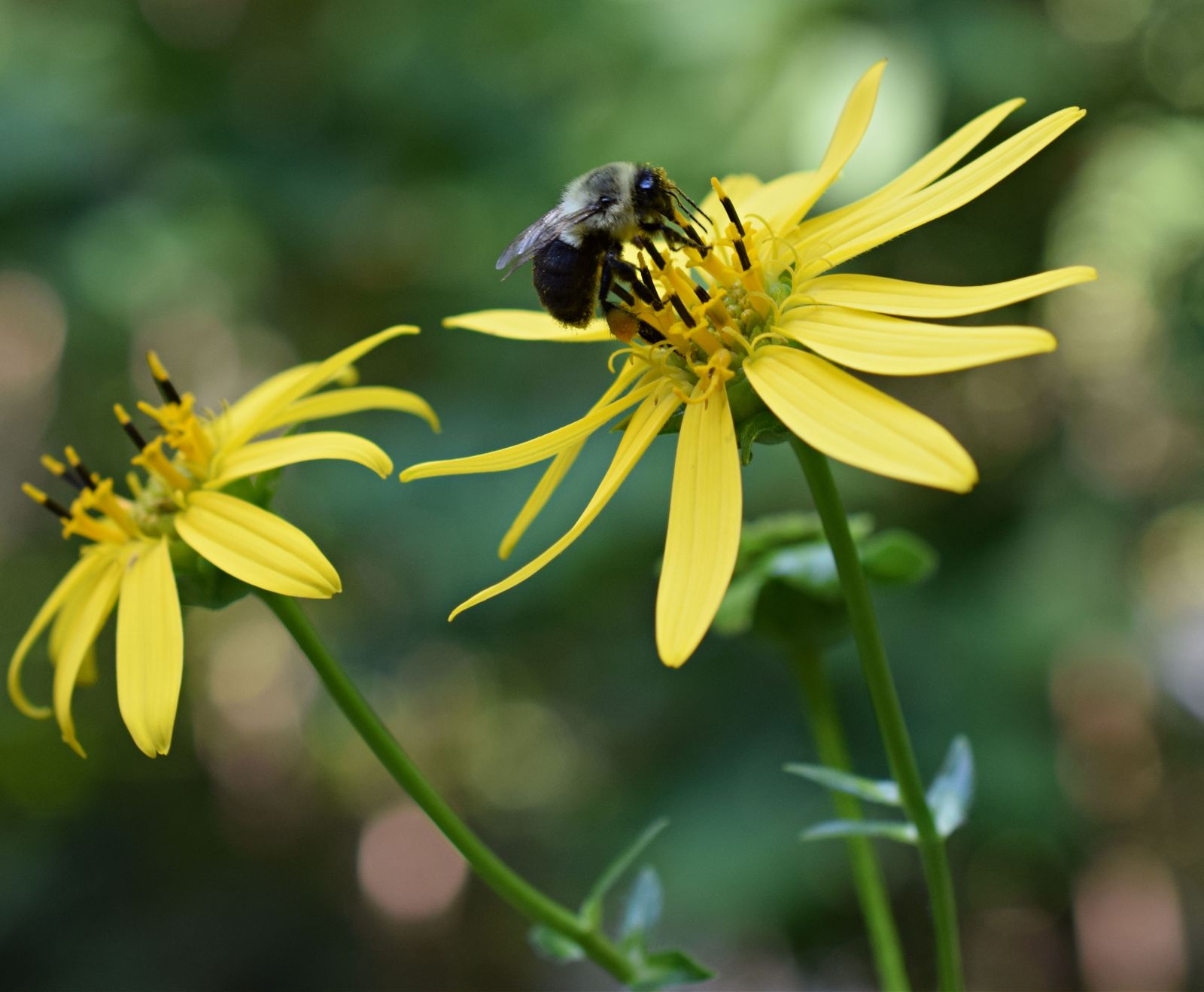 03%20bumble%20bee%20on%20Silphium%20DSC_2251.jpg