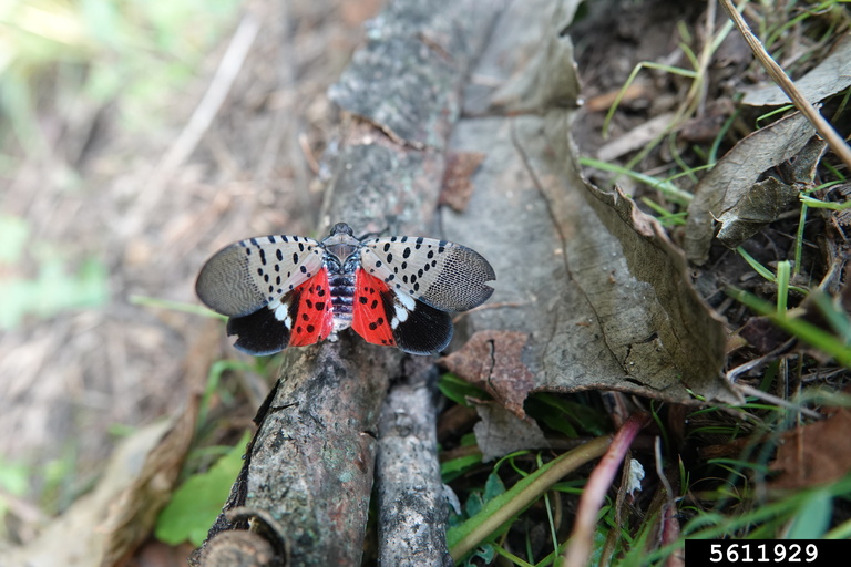 03%20spotted-lanternfly-5611929-Rebekah%20D_%20Wallace%2C%20UGA%20Bugwood_org.jpg