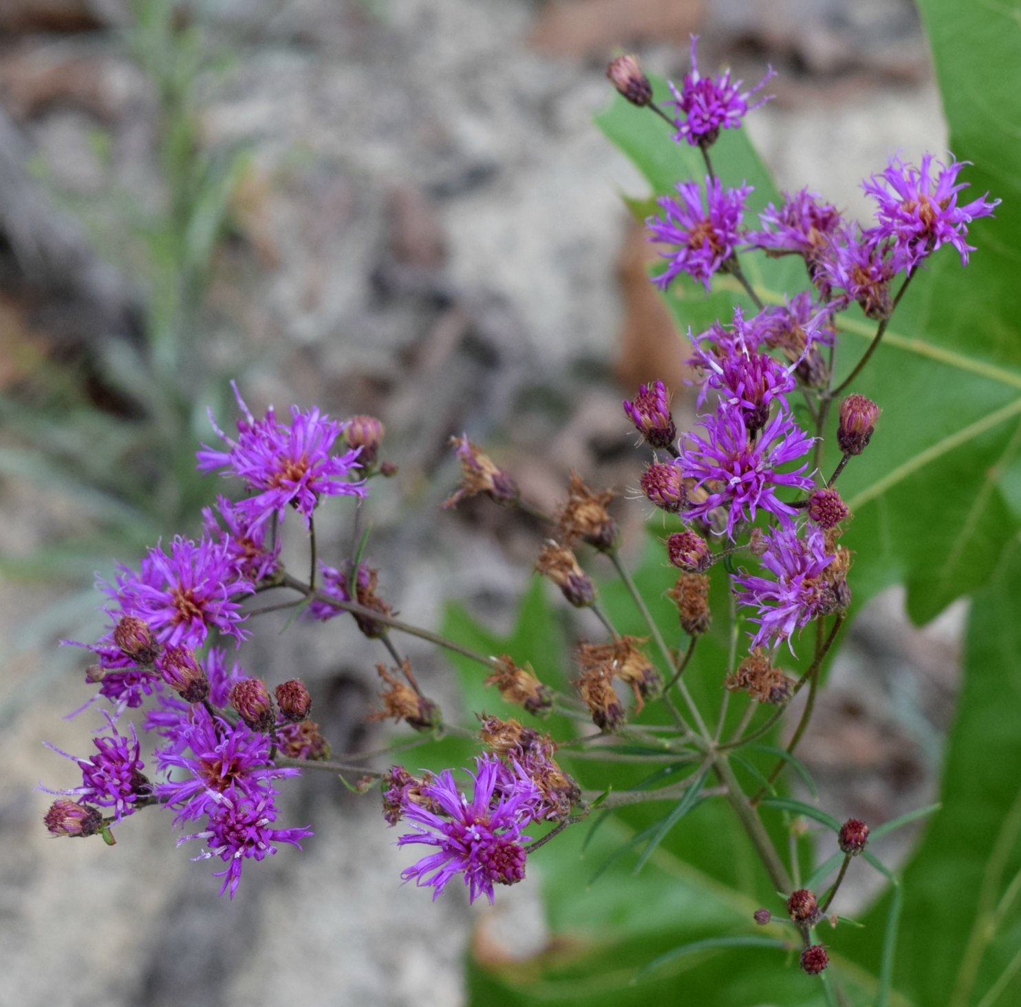 04%20Vernonia%20angustifolia%20146a.jpg