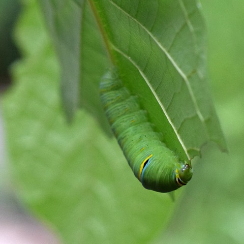 04%20zebra%20swallowtail%20larva.jpeg