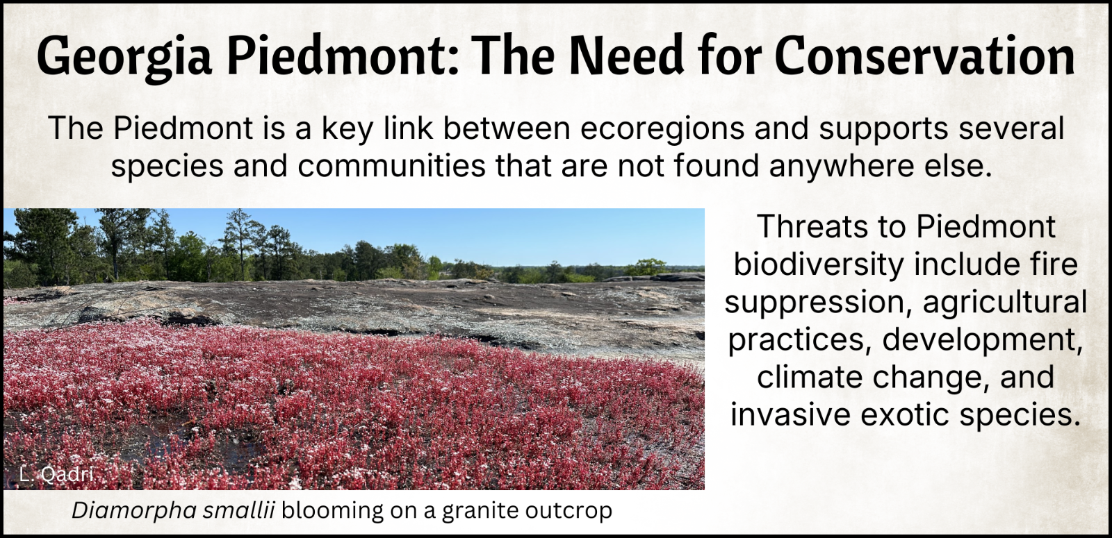The Piedmont is a key link between ecoregions and supports several species and communities that are not found anywhere else.