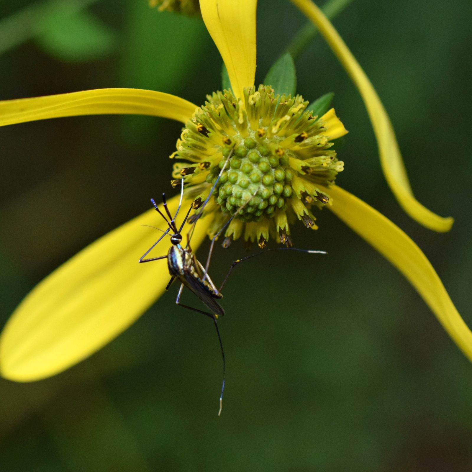 05%20Mosquito%20Toxorhynchites%20rutilus%20055sq%20Rudbeckia%20laciniata.jpg