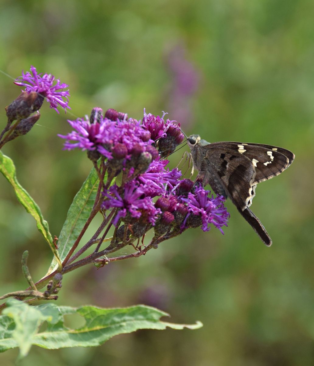 05%20longtail%20skipper%20on%20Vernonia%20037.jpg