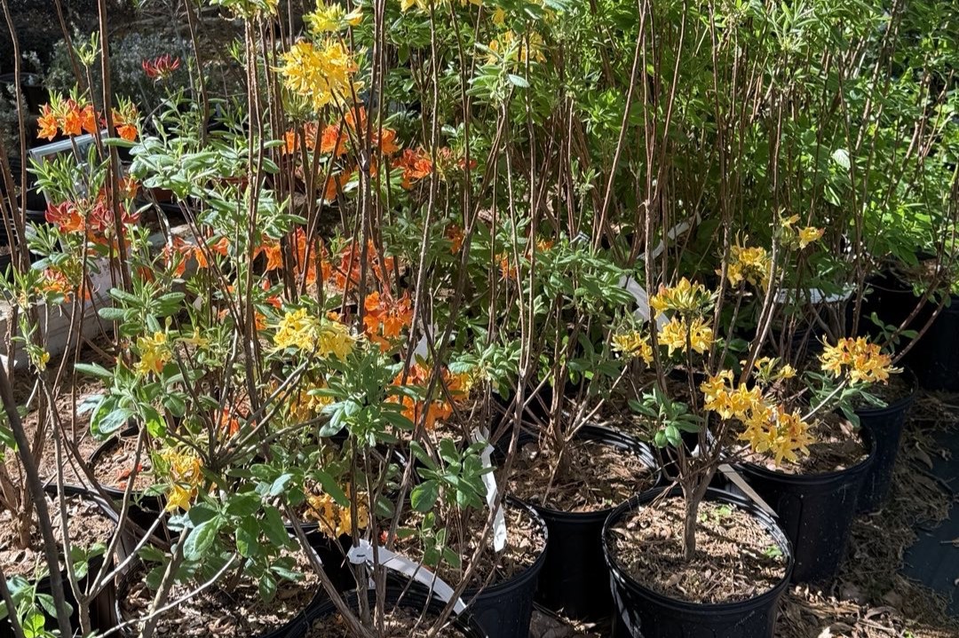 07%20wildrootsnativenursery.jpg