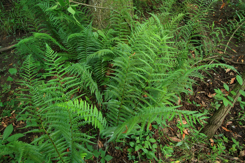 08%20Dryopteris%20ludoviciana%20Alan%20Cressler%20Burke%20Cty%20Ga.jpg