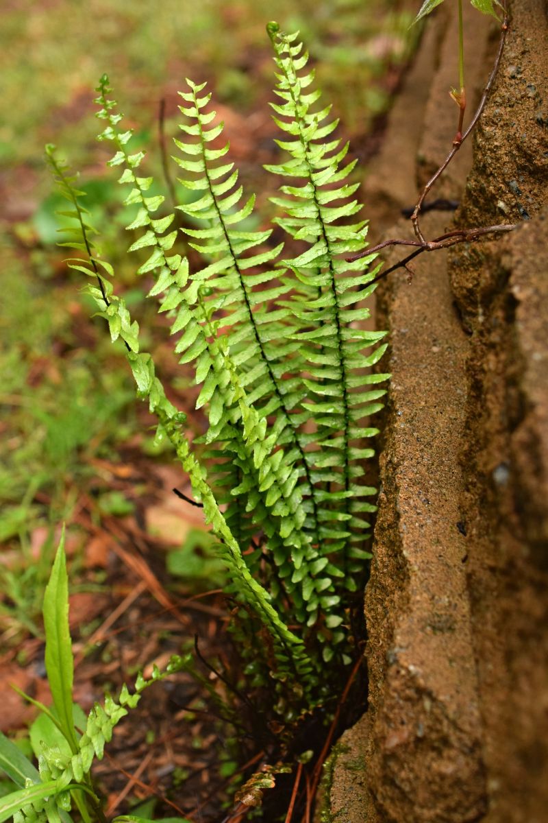 09%20Asplenium%20platyneuron%20358a.jpg
