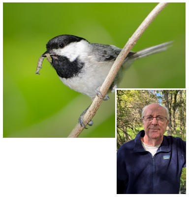 10%20D%20Tallamy%20Chickadee.jpg