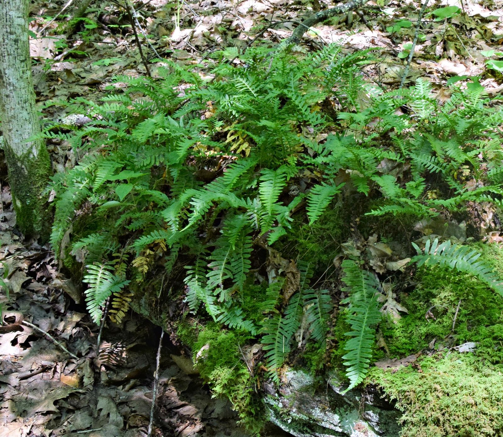 10%20Polypodium%20virginianum%20123a.jpg