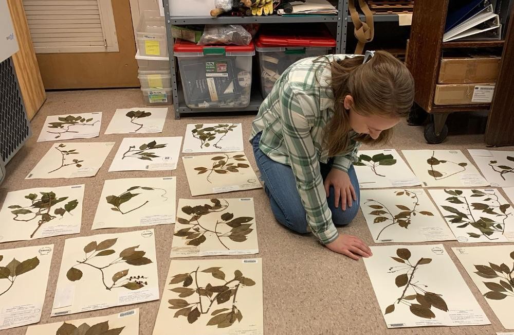 10%20herbarium%20image%20cropped.jpg