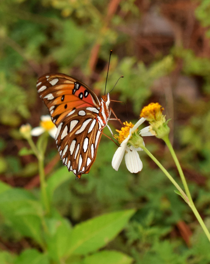Gulf%20fritillary%20275a.jpg