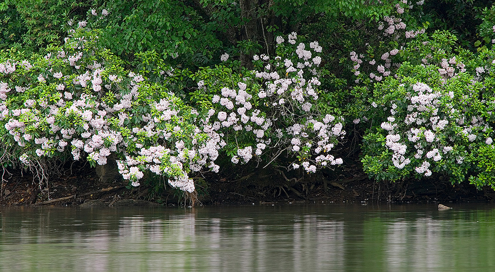 Copyright, Tom Wilson