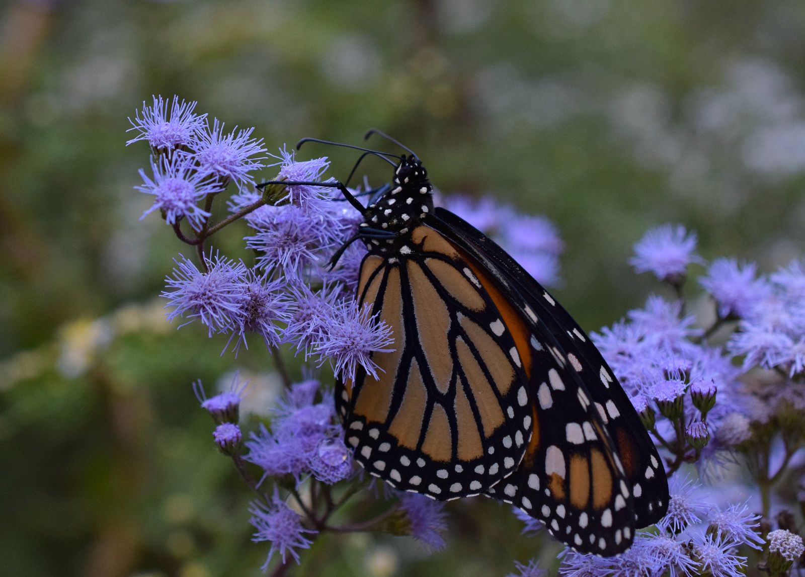 Monarch%20434a.jpg