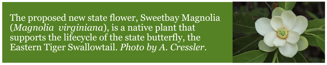Proposed%20New%20State%20Flower%2C%20Sweetbay%20Magnolia%20(1).png