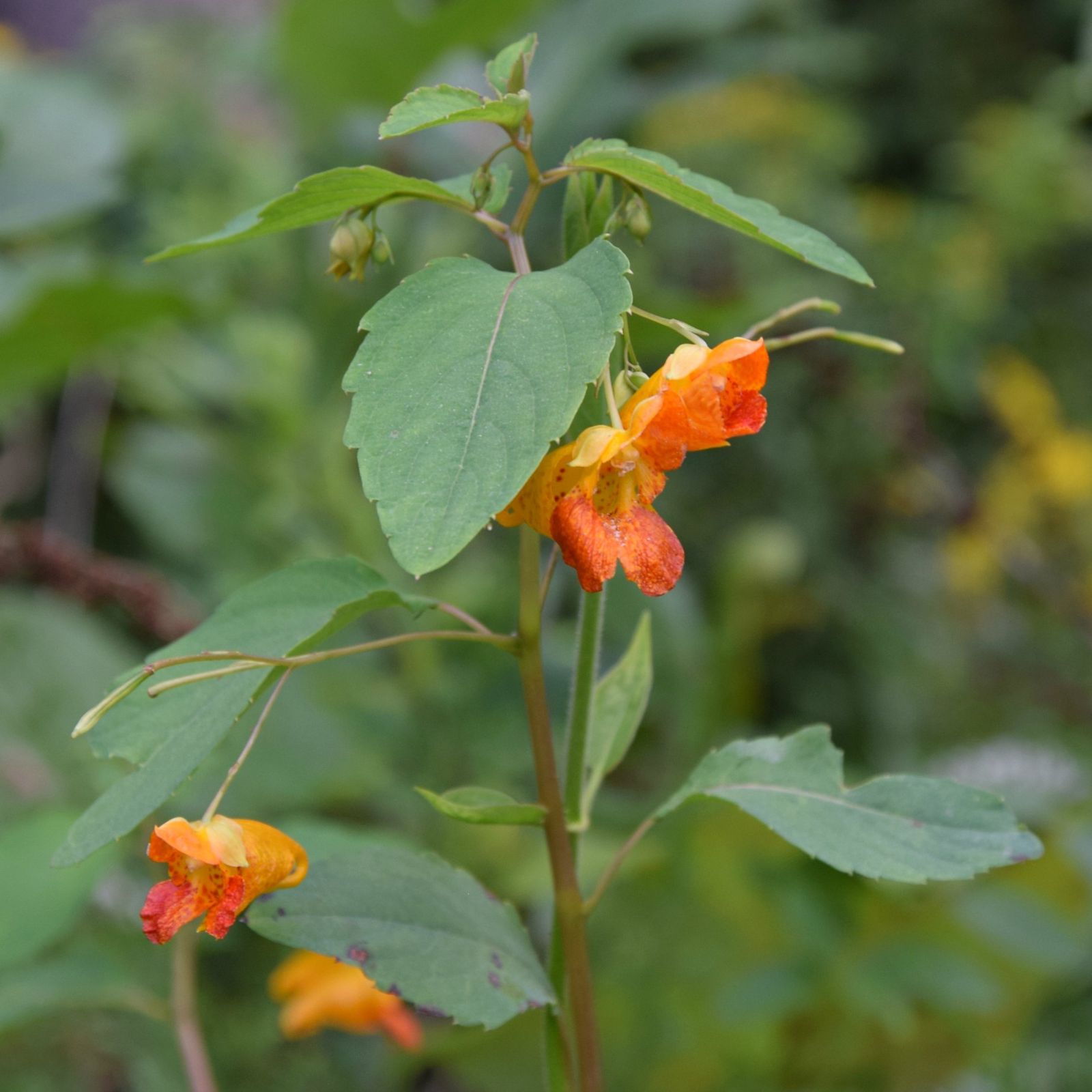impatiens%20capensis%20090sq.jpg