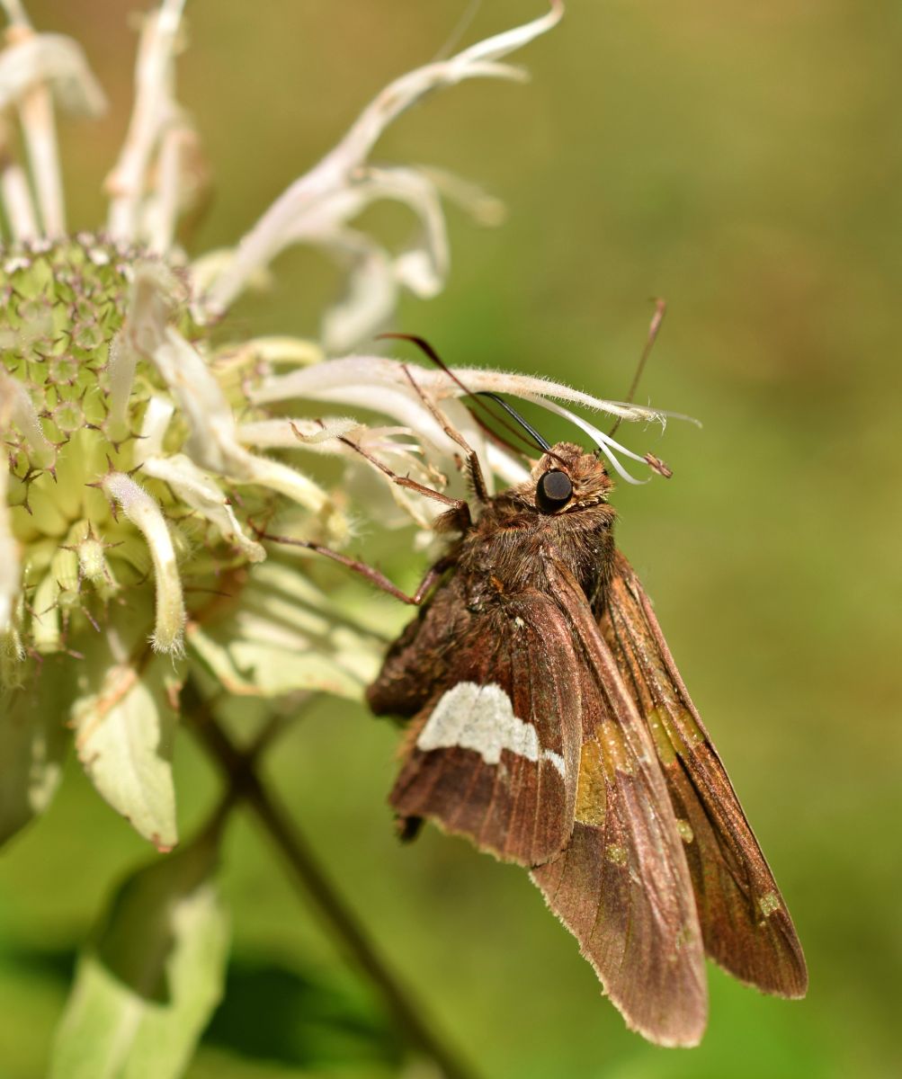 silver%20spotted%20skipper%20on%20monarda%20fistulosa%20656b.jpg
